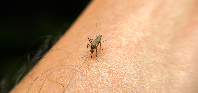 Mosquito Control